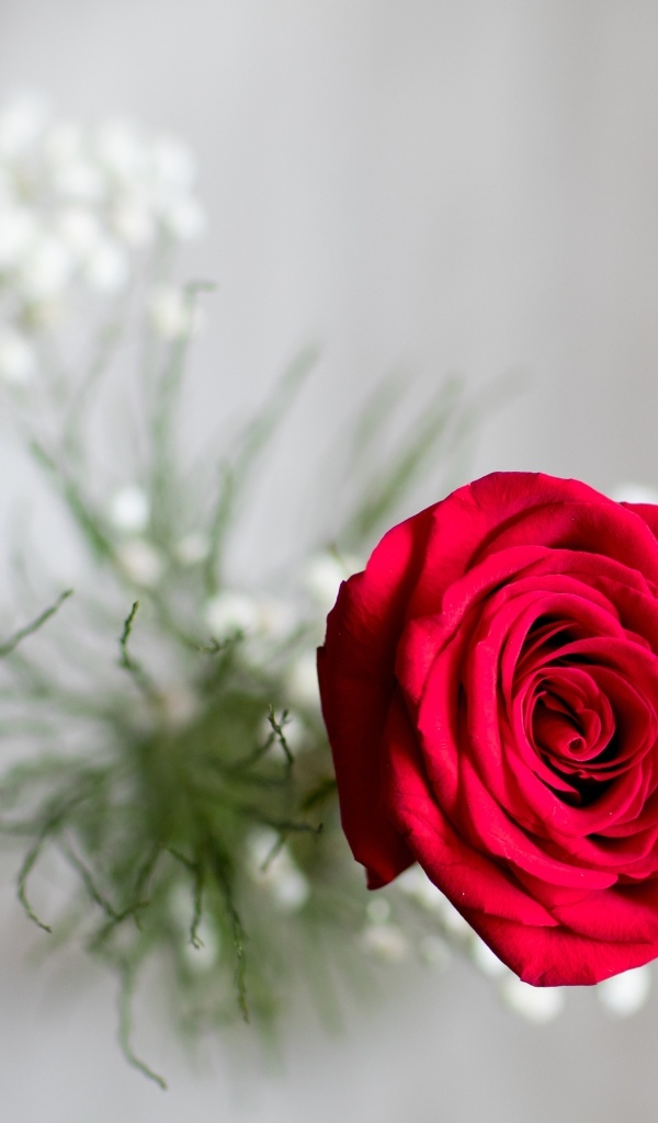 Фото красной розы сверху
