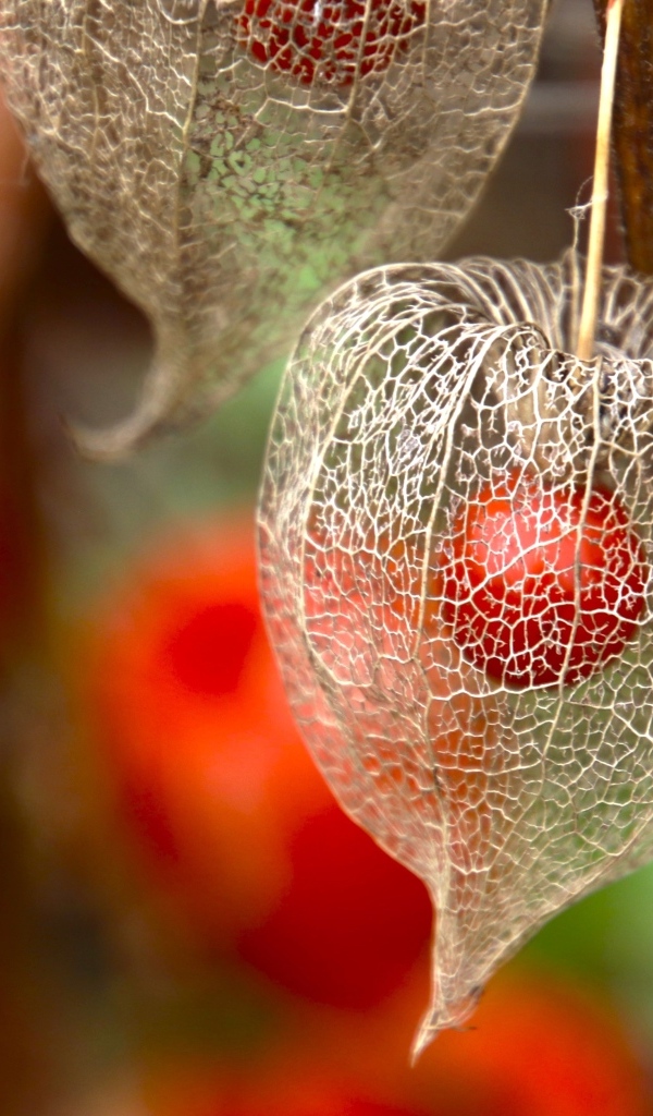 Цветок физалиса с ягодой внутри