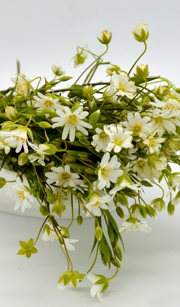 Сорванные белые цветы на сером фоне