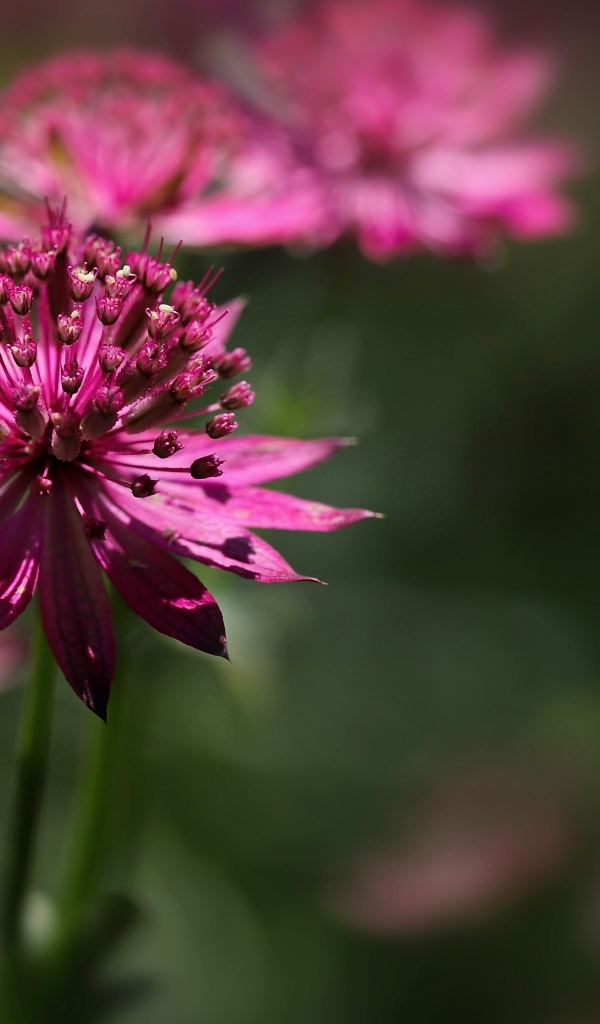 Розовый цветок Астранция крупным планом