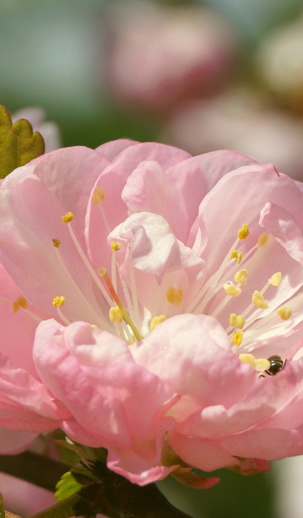 Розовые цветы луизеания в лучах солнца