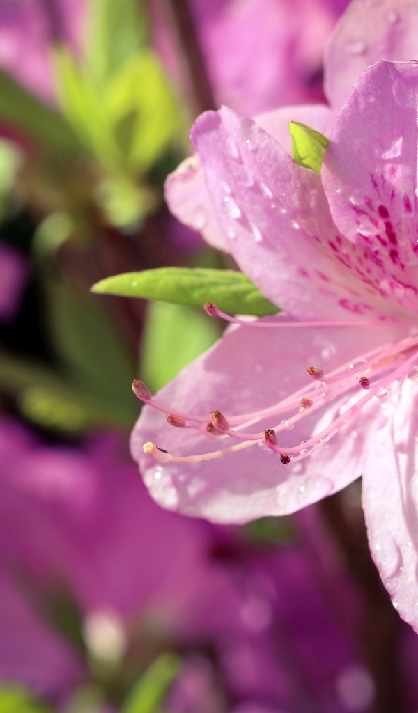 Розовые цветы Рододендрон в каплях росы