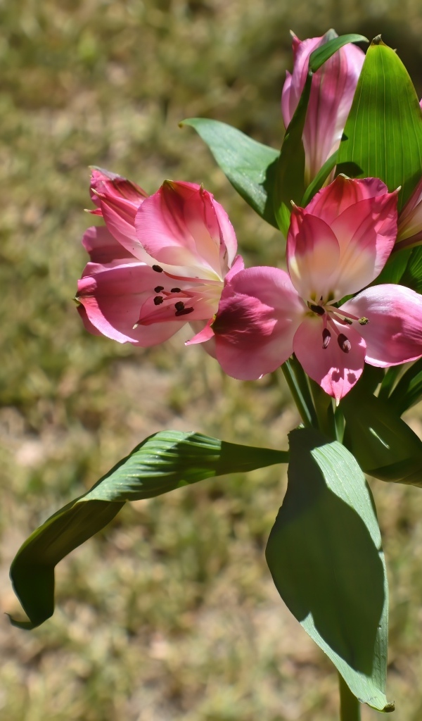 Розовые цветы альстромерии с зелеными листьями
