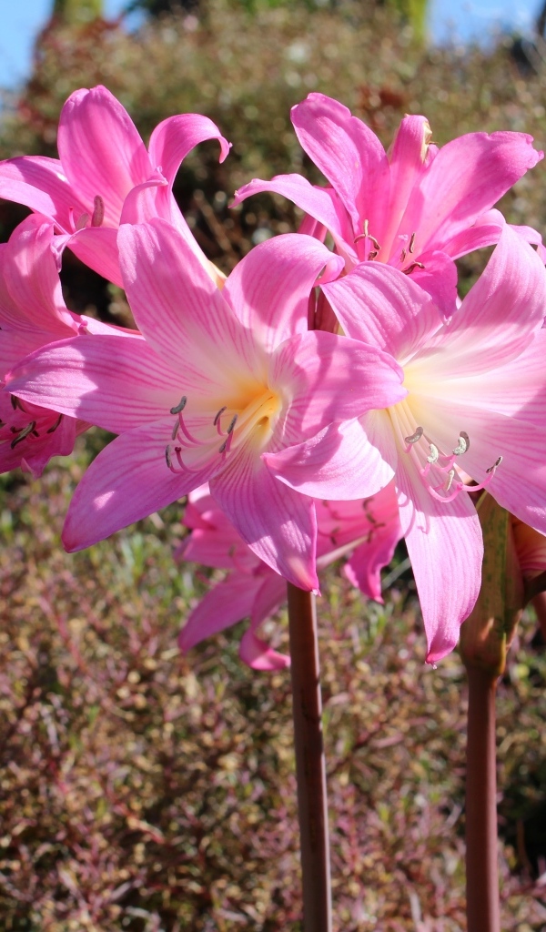 Розовые цветы амариллис на клумбе