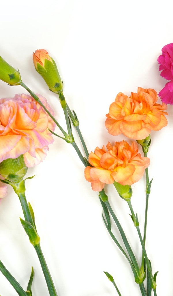 Розовые и оранжевые гвоздики на белом фоне