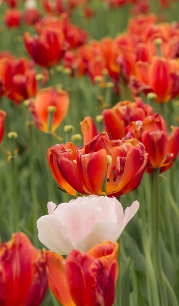 Розовые и красные тюльпаны на клумбе