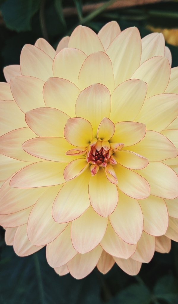 Розовый с желтым цветок пышной георгины