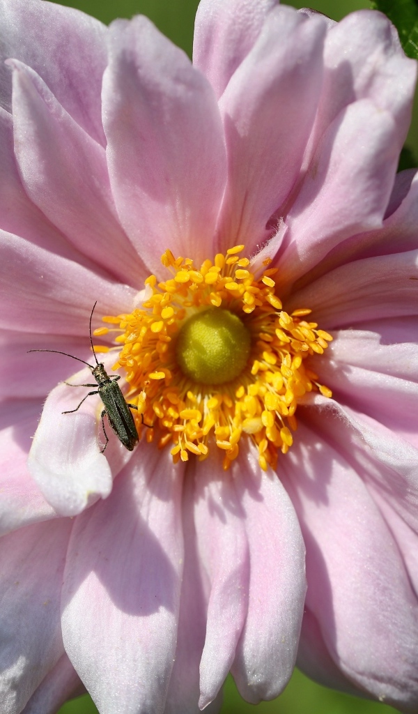 Розовый цветок анемона с жуком