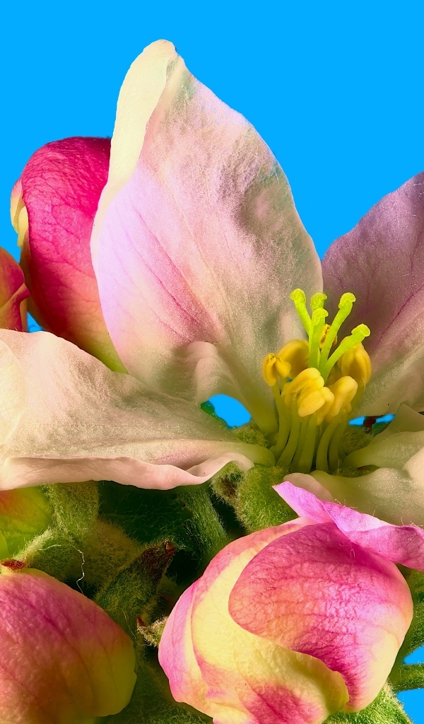 Розовые цветы яблони на ветке на фоне голубого неба