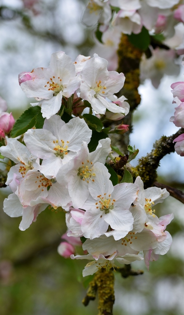 Розовые цветы яблони на ветке крупным планом