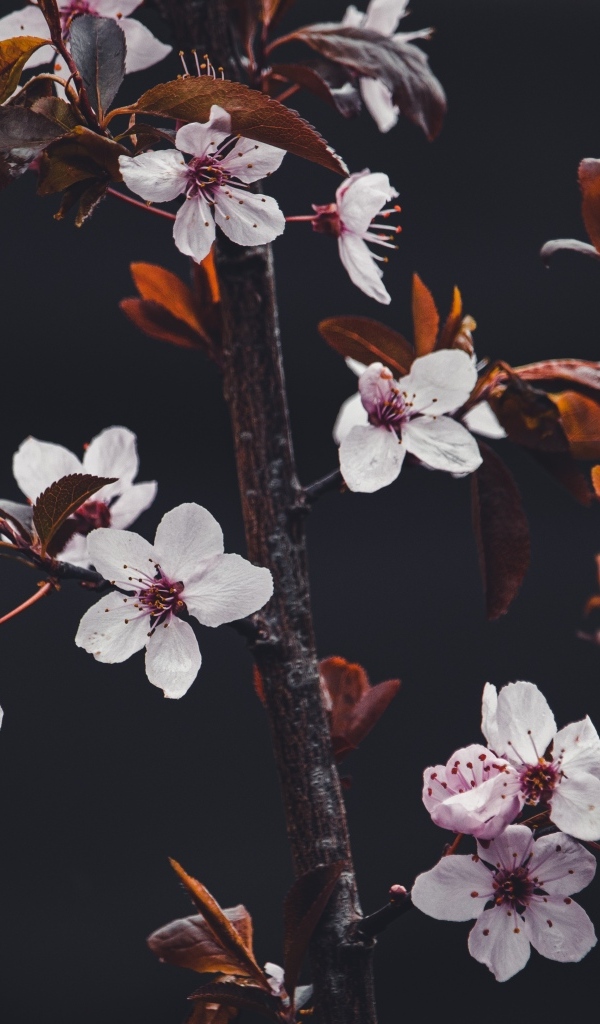 Розовые цветы абрикоса на ветках