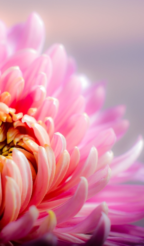 Розовый цветок астры крупным планом