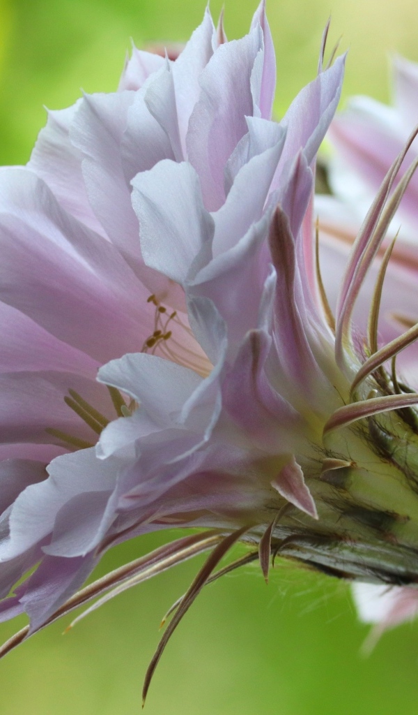 Розовый красивый цветок кактуса эхинопсис