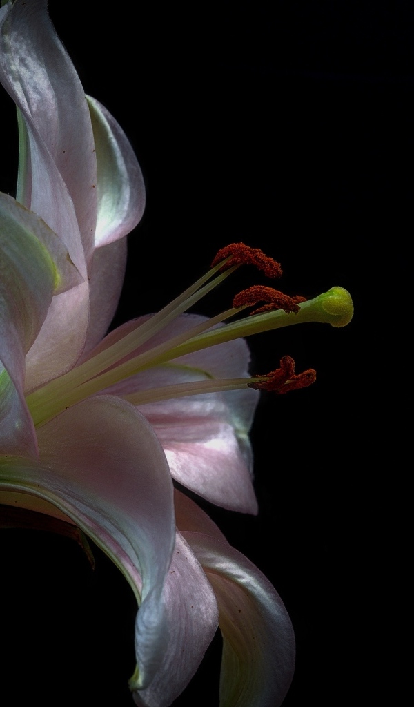 Розовая красивая лилия на черном фоне