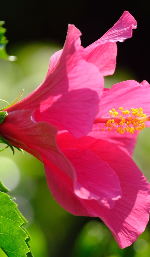 Розовый большой цветок гибискуса