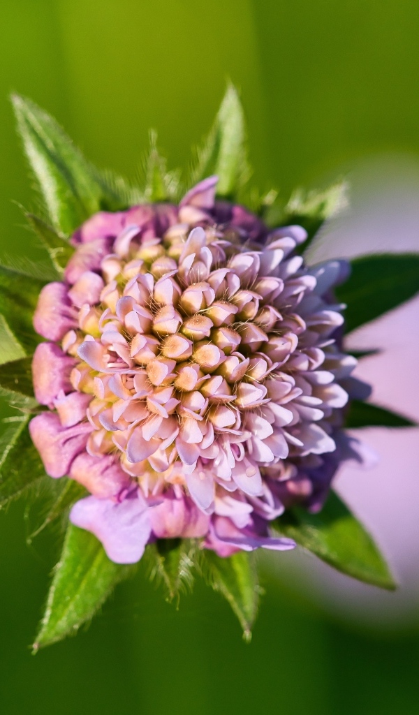 Розовый распускающийся цветок клевера