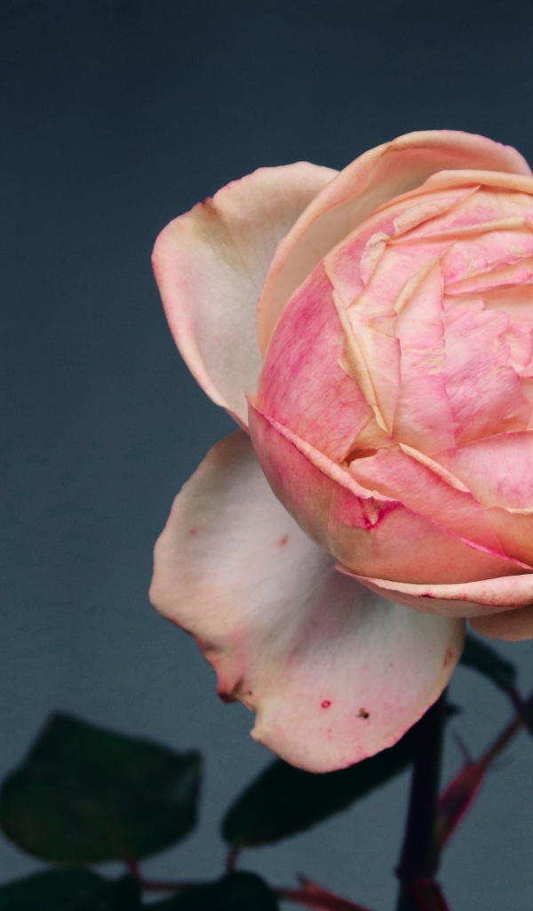 Розовый распускающийся цветок розы на сером фоне