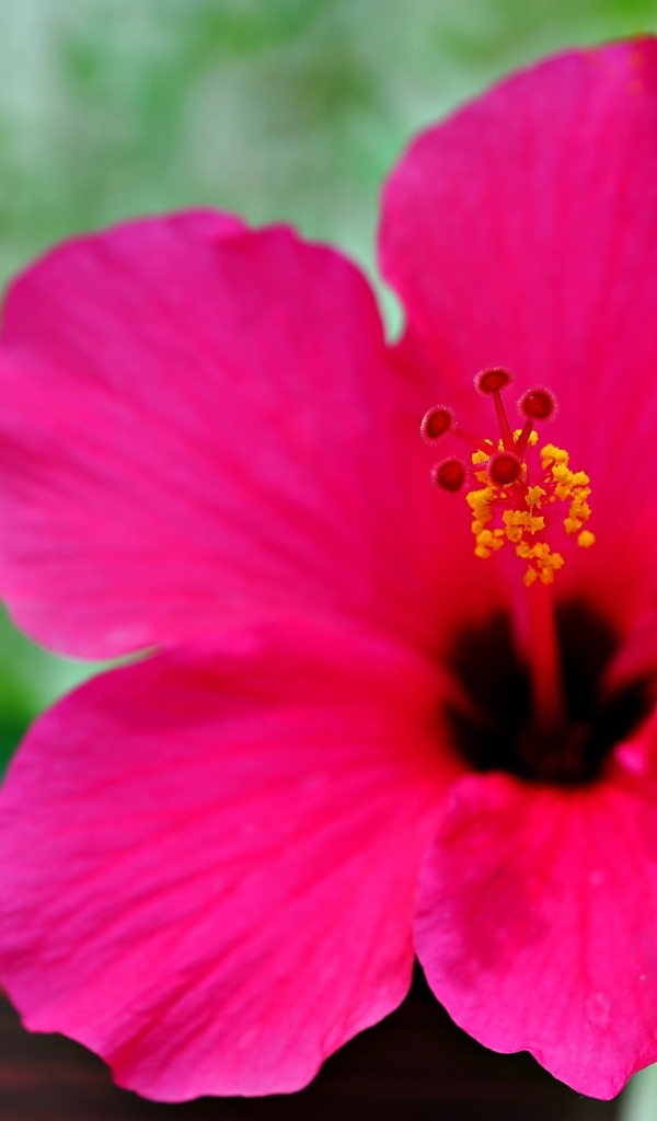 Розовый яркий цветок гибискуса крупным планом