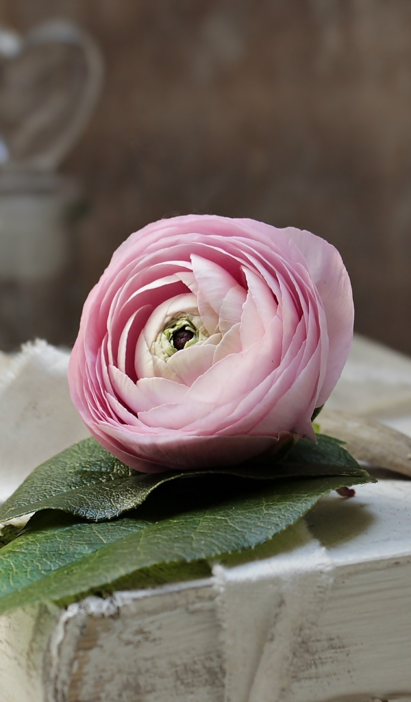 Розовый цветок лютика лежит на старой книге