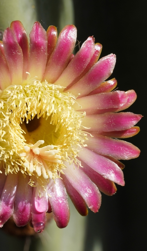 Розовый цветок кактуса на черном фоне