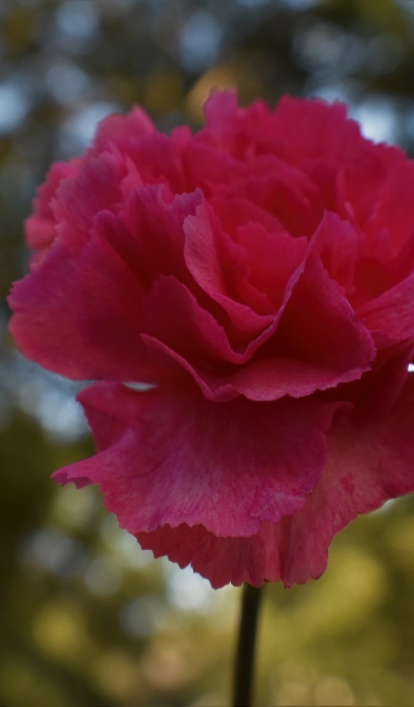 Розовая гвоздика крупным планом