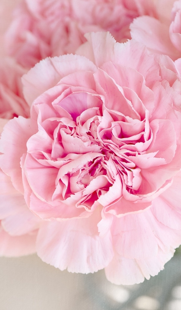 Розовые гвоздики крупным планом