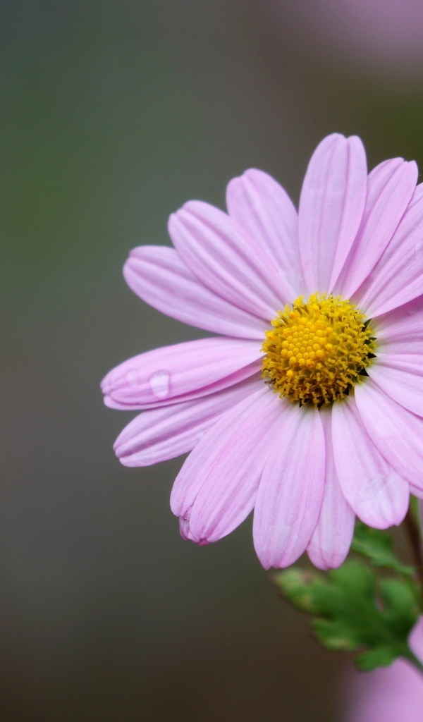 Розовые ромашковидные хризантемы крупным планом