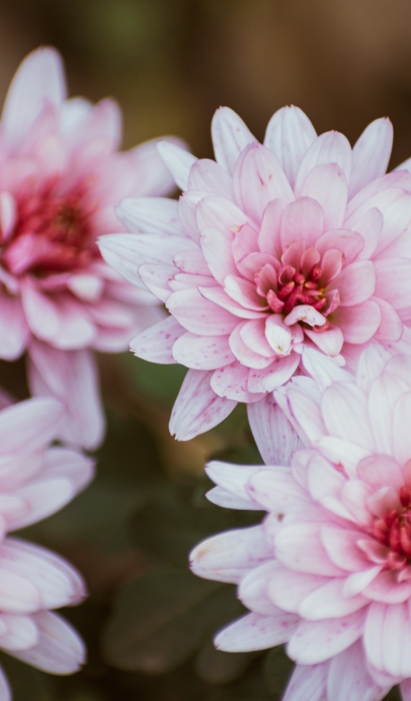 Розовые цветы хризантемы крупным планом