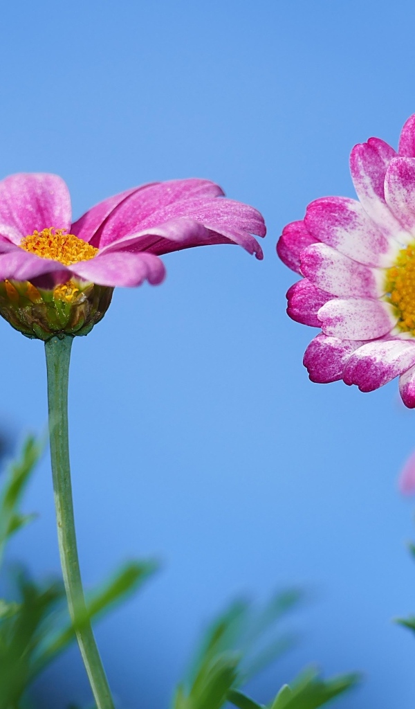 Розовые хризантемы на фоне голубого неба