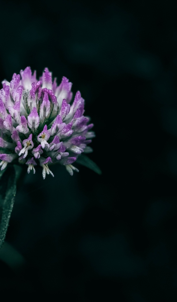 Розовый цветок клевера крупным планом