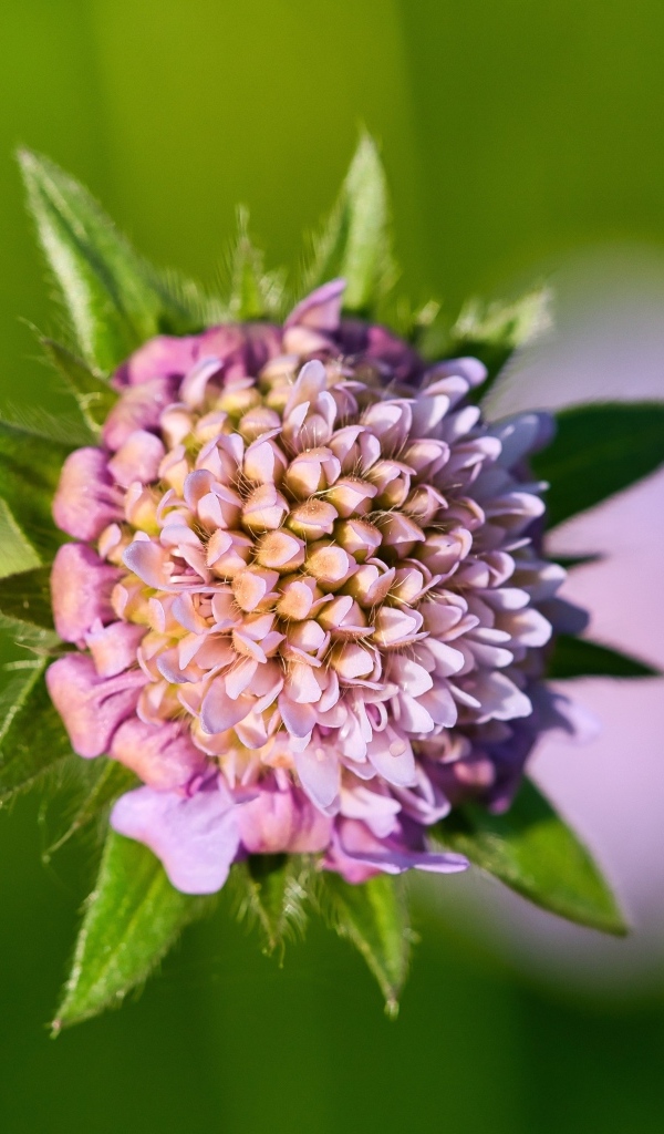 Розовый цветок клевера крупным планом