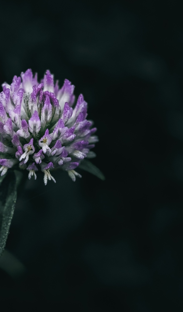 Розовый цветок клевера крупным планом