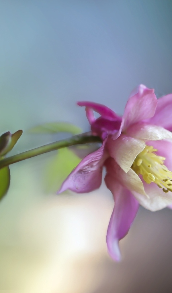 Розовый цветок водосбор крупным планом