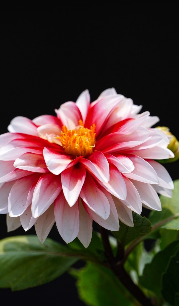 Розовый цветок георгина на черном фоне