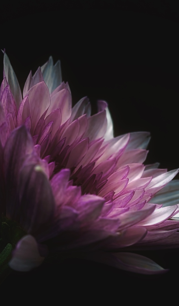 Розовый цветок георгина на черном фоне