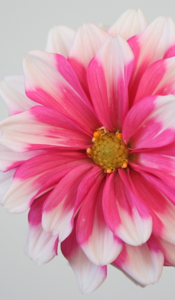 Розовый цветок георгина на сером фоне