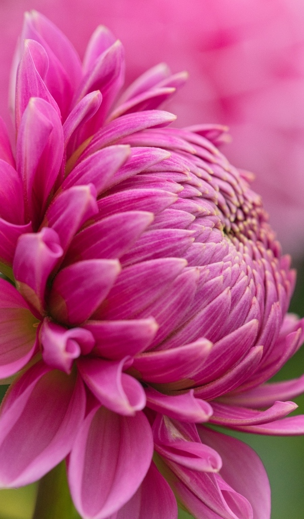 Розовый цветок георгина вид сбоку