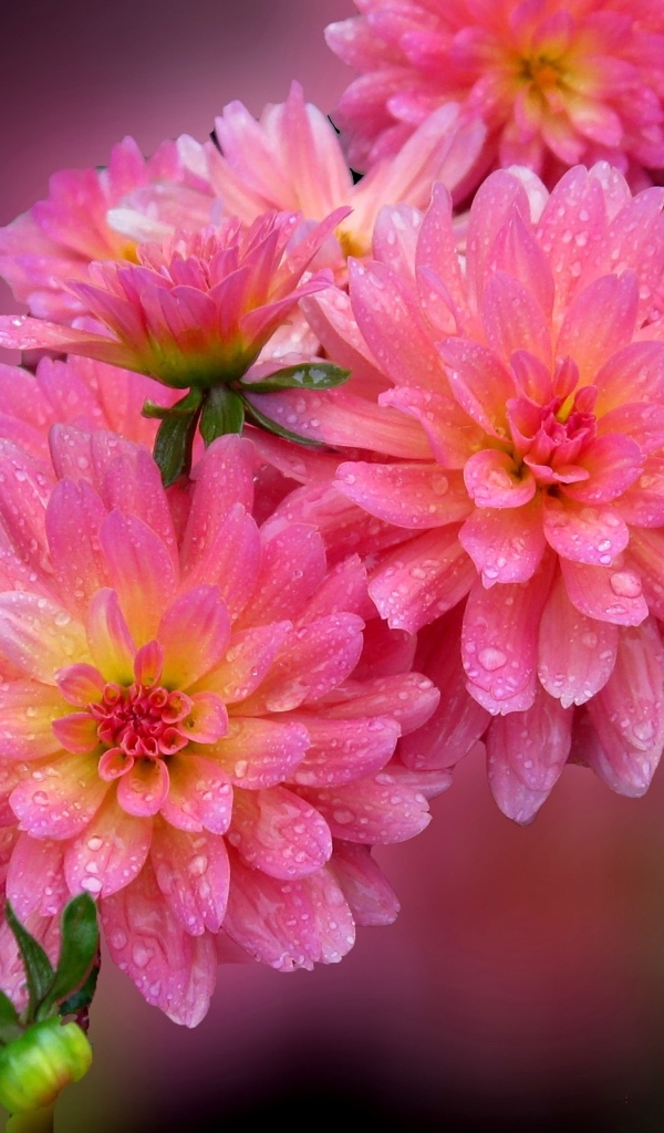 Розовые цветы георгина в каплях росы