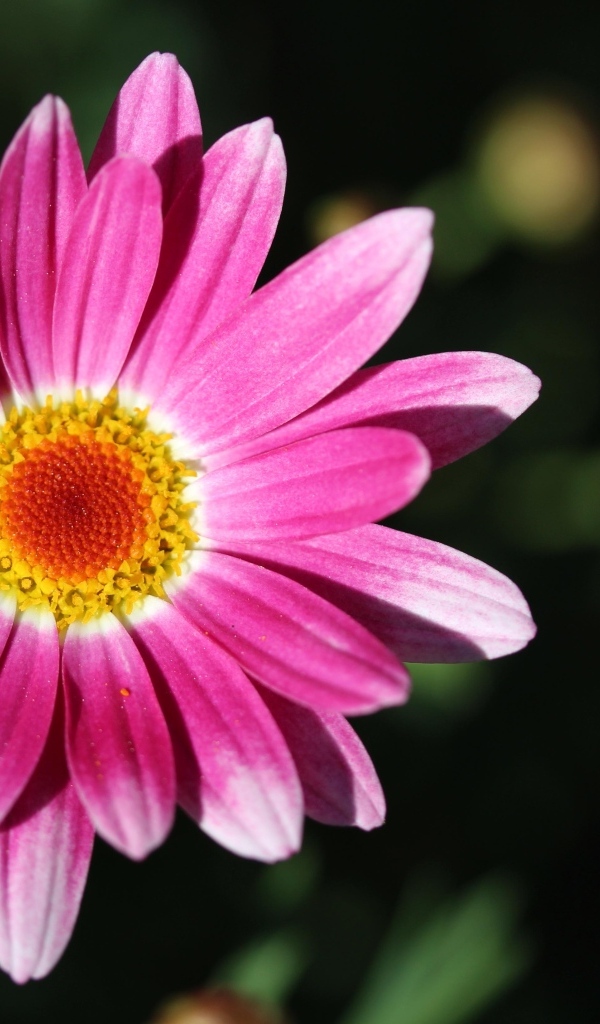 Розовый цветок ромашковидной хризантемы крупным планом