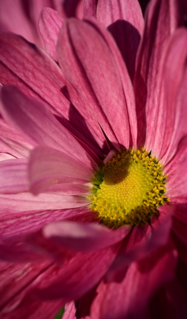 Розовая ромашковидная хризантема с желтой серединкой