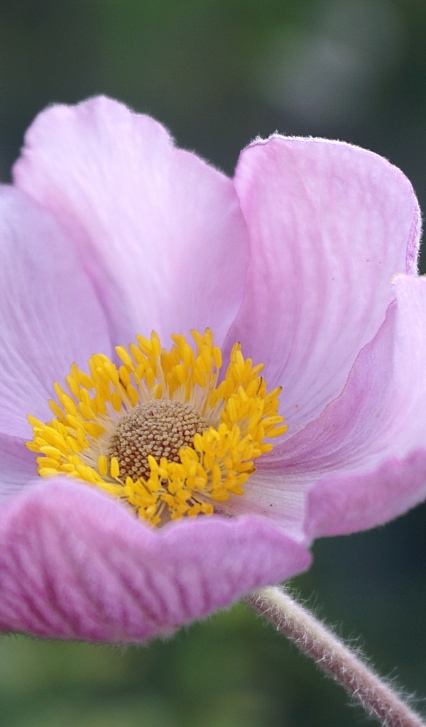 Розовый нежный цветок анемоны крупным планом