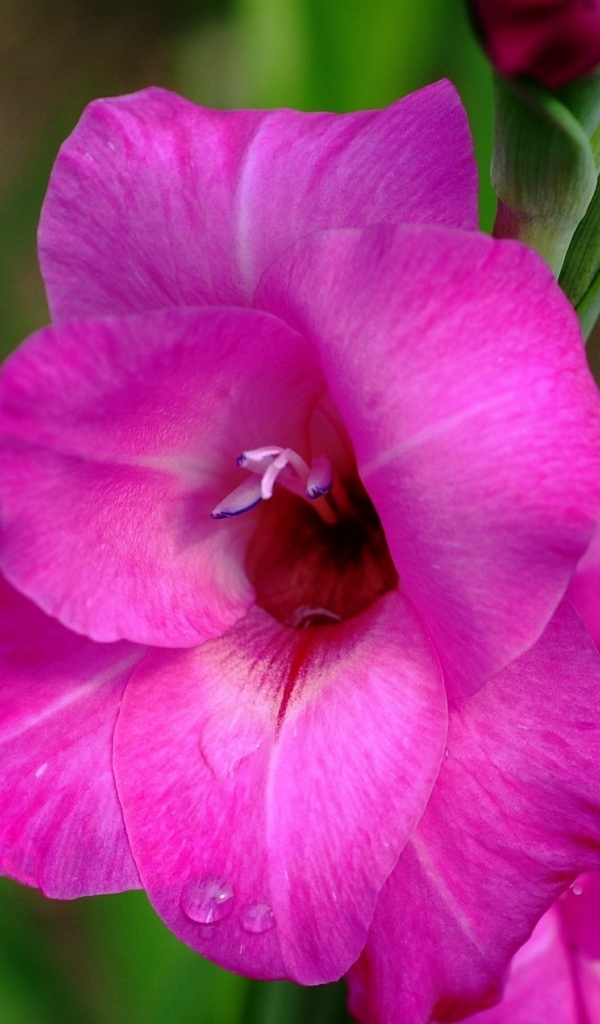 Розовый нежный цветок гладиолуса