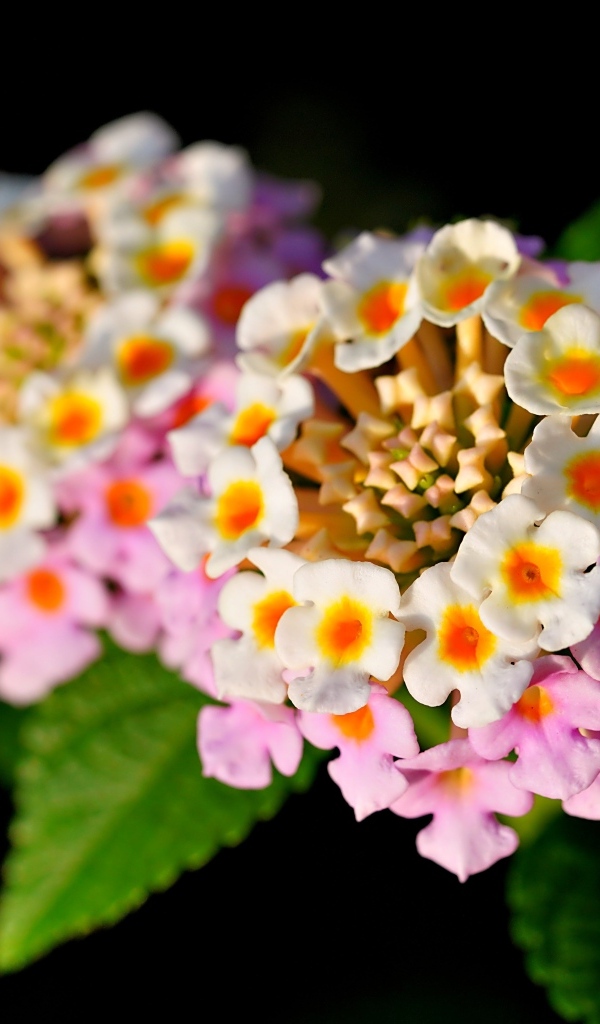 Розовый нежный комнатный цветок лантана