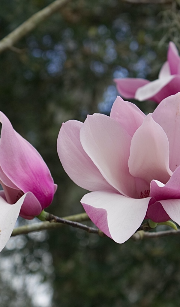 Розовые нежные цветы магнолии на ветке