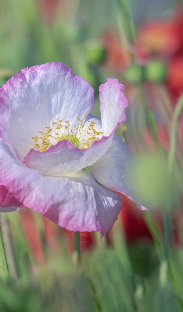 Розовый нежный цветок мака на поле крупным планом