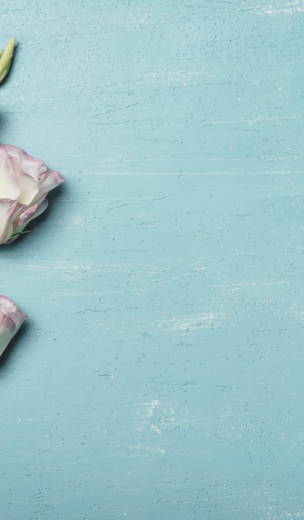 Розовый цветок эустомы на голубом столе