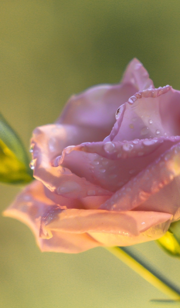 Розовый цветок эустомы с бутоном