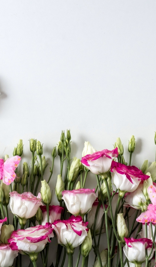 Розовые цветы эустомы с сердечками на сером фоне