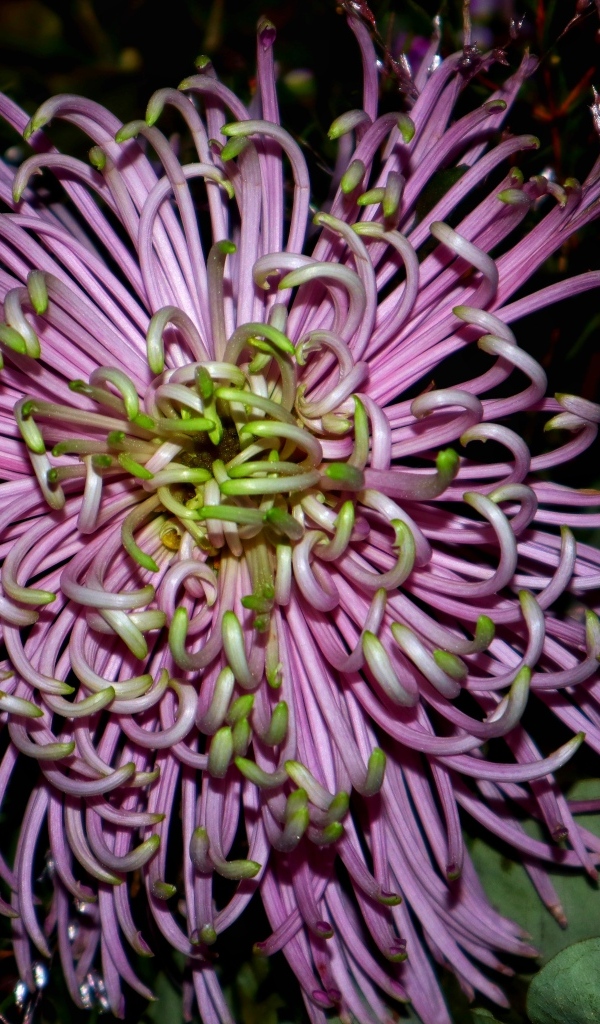 Розовый экзотический цветок крупным планом