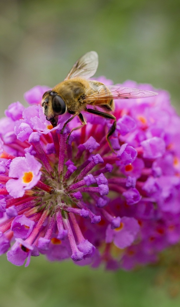 Розовый цветок с пчелой крупным планом